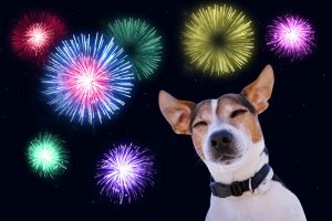 Keep Your Dog Calm During Fireworks