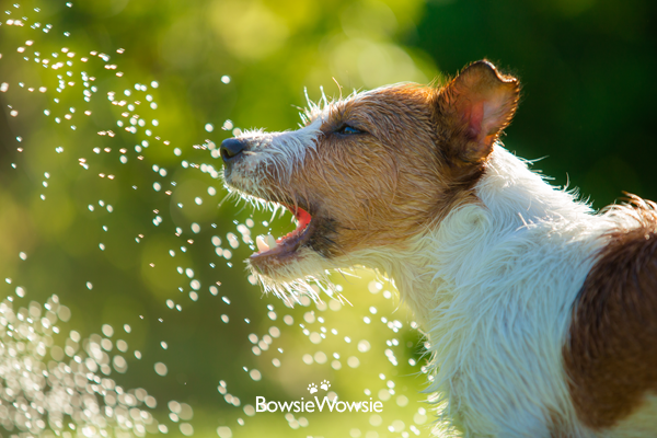 how do i know if my dog is retaining water