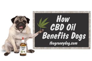 How CBD Oil Benefits Dogs